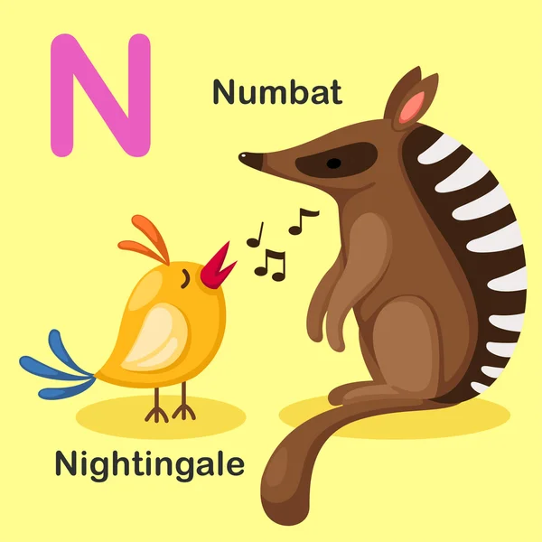 Illustration Alphabet d'animaux isolés Lettre N-Numbat, Nightingal — Image vectorielle