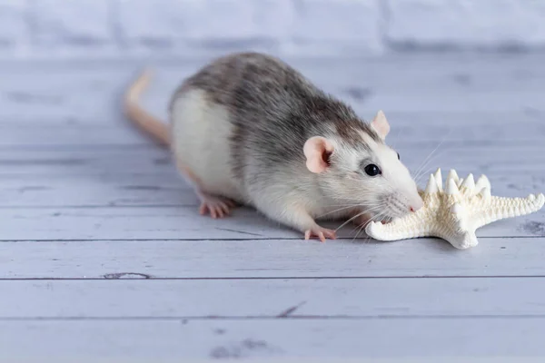 Närbild söt råtta sniffar en vit sjöstjärna. Gnagarporträtt. — Stockfoto