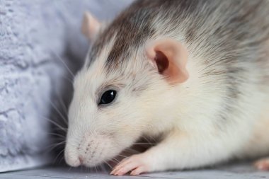 Güzel dekoratif siyah beyaz sıçan. Işık arkaplanındaki bir kemirgenin yakın plan portresi