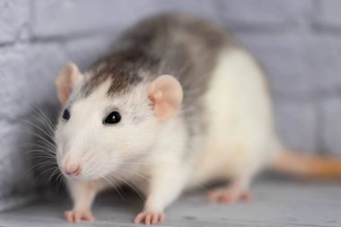 Güzel dekoratif siyah beyaz sıçan. Işık arkaplanındaki bir kemirgenin yakın plan portresi