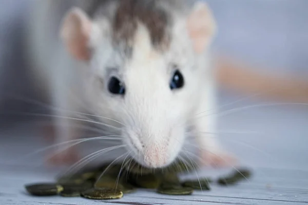 Carino Ratto Decorativo Bianco Nero Ritratto Ravvicinato Roditore Sfondo Chiaro — Foto Stock