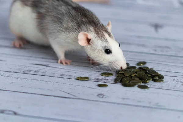 Cute decorative black and white rat sits and eats pumpkin seeds. Close-up of a rodent on a white background.