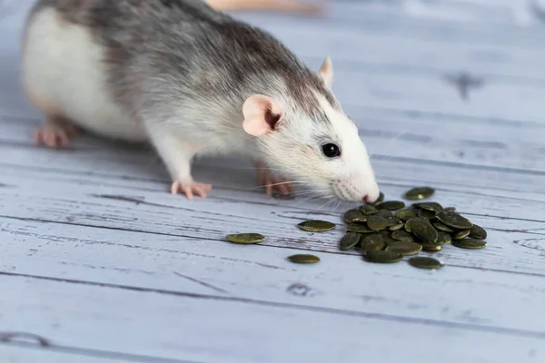 Cute decorative black and white rat sits and eats pumpkin seeds. Close-up of a rodent on a white background. — Stock Photo, Image