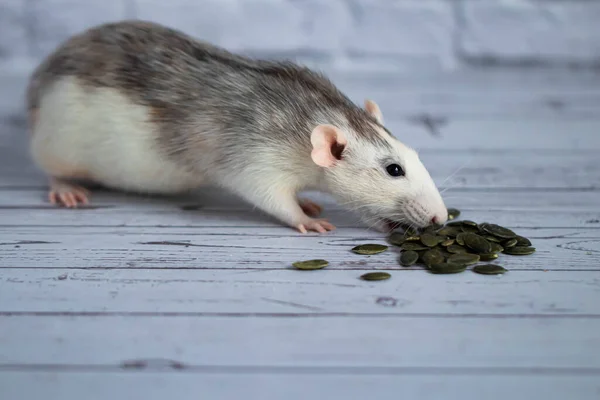 Cute decorative black and white rat sits and eats pumpkin seeds. Close-up of a rodent on a white background.