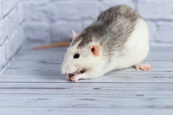 Cute decorative black and white rat sits and eats pumpkin seeds. Close-up of a rodent on a white background.