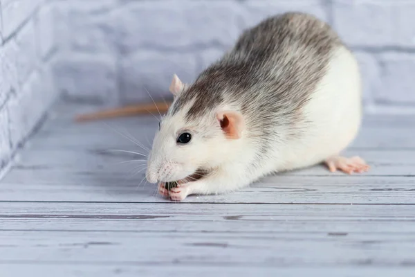 Mignon décoratif noir et blanc rat assis et mange des graines de citrouille. Gros plan d'un rongeur sur fond blanc. — Photo