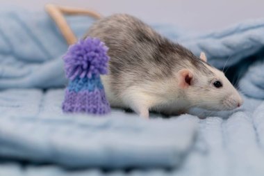 Şirin küçük bir fare yumuşak örülü bir battaniyenin içinde oturur. Kemirgenin üzerinde güzel mavi bir ponpon şapka var. Bir hayvanın yakın plan portresi