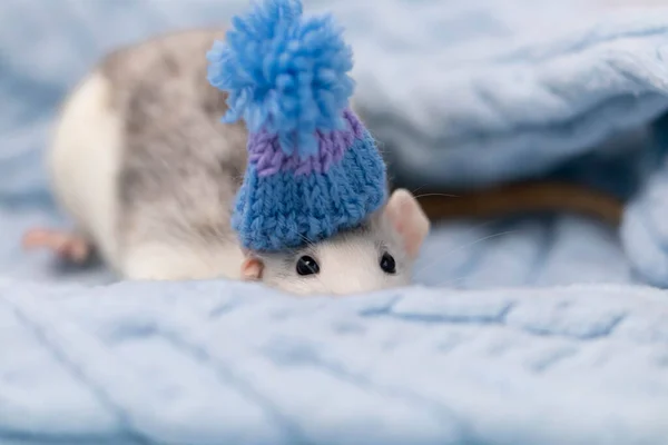 かわいいネズミが柔らかい編んだ毛布の中に座っている ロデントは ポンポン付きの美しい青い帽子をかぶっています 動物のクローズアップ肖像画 — ストック写真