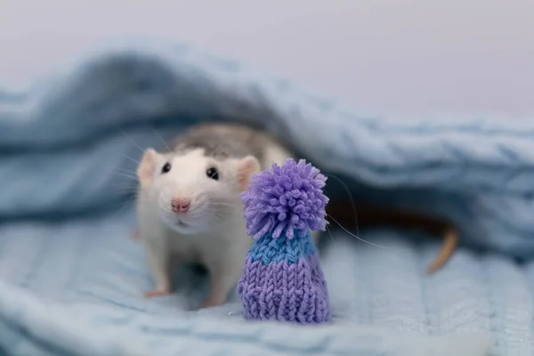 Een Schattige Kleine Rat Zit Een Zachte Gebreide Deken Het — Stockfoto