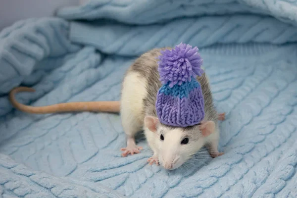 Cute Little Rat Sits Soft Knitted Blanket Rodent Wearing Beautiful — Stock Photo, Image