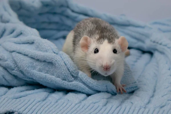 Seekor Tikus Kecil Yang Lucu Duduk Selimut Biru Rajutan Lembut — Stok Foto