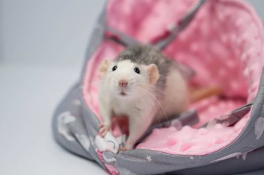 Şirin küçük bir fare güzel yumuşak bir kumaş yatakta oturur. Pembe arkaplan