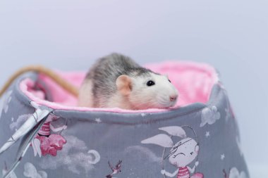 Şirin küçük bir fare güzel yumuşak bir kumaş yatakta oturur. Pembe arkaplan.