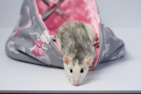 Pequeno Rato Bonito Senta Uma Bela Cama Tecido Macio Fundo — Fotografia de Stock