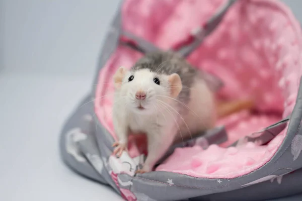 Şirin küçük bir fare güzel yumuşak bir kumaş yatakta oturur. Pembe arkaplan