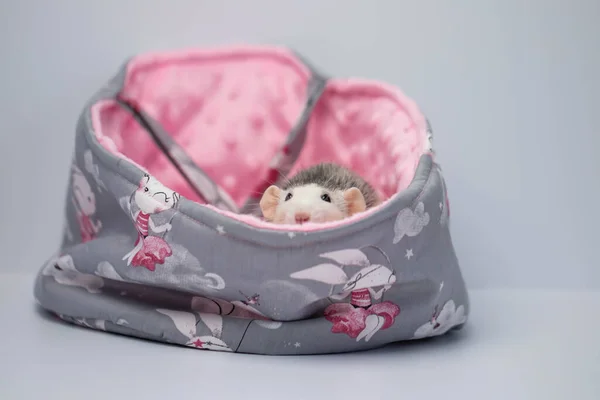 Eine Süße Kleine Ratte Sitzt Einem Schönen Weichen Stoffbett Rosa — Stockfoto