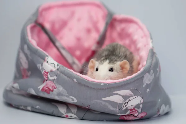 Pequeno Rato Bonito Senta Uma Bela Cama Tecido Macio Fundo — Fotografia de Stock