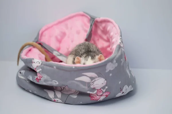 Słodki Mały Szczur Siedzi Pięknym Miękkim Łóżku Tkaniny Różowe Tło — Zdjęcie stockowe