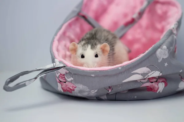 Şirin küçük bir fare güzel yumuşak bir kumaş yatakta oturur. Pembe arkaplan