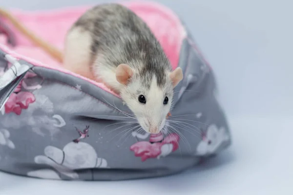 Um pequeno rato bonito senta-se em uma bela cama de tecido macio. Fundo rosa. — Fotografia de Stock