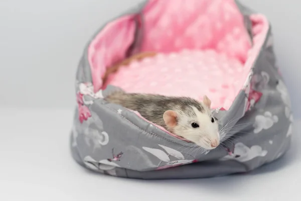 Una rata linda se sienta en una hermosa cama de tela suave. Fondo rosa. — Foto de Stock