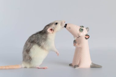 Küçük sevimli bir fare arka ayaklarının üzerinde duruyor ve oyuncak heykelciğe bakıyor. Bir kemirgen portresi. Burun buruna
