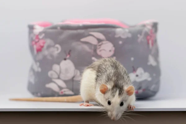 Cute Little Rat Stands Edge Table Looks Portrait Rodent Close — Stock Photo, Image