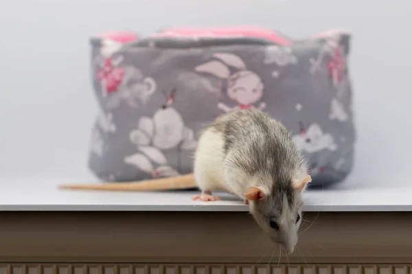 Cute Little Rat Stands Edge Table Looks Portrait Rodent Close — Stock Photo, Image
