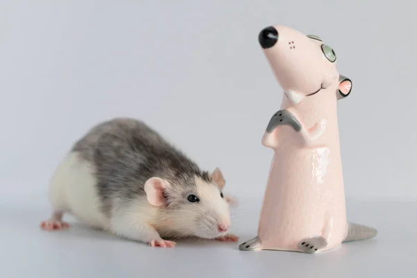 Şirin, küçük, dekoratif bir fare duruyor ve oyuncak heykelciğe bakıyor. Bir kemirgenin portresi