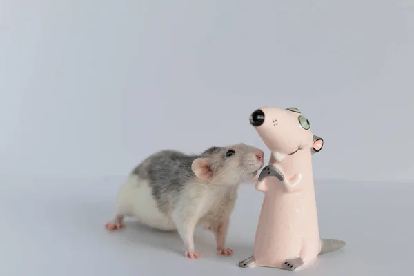 Cute Little Decorative Rat Stands Looks Toy Figurine Portrait Rodent — Stock Photo, Image