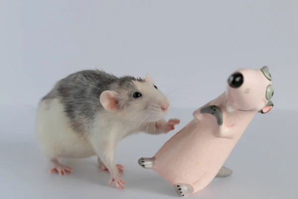 Cute Little Decorative Rat Stands Looks Toy Figurine Portrait Rodent — Stock Photo, Image