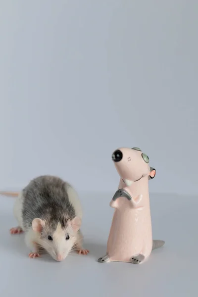 Joli Petit Rat Décoratif Tient Debout Regarde Figurine Jouet Portrait — Photo