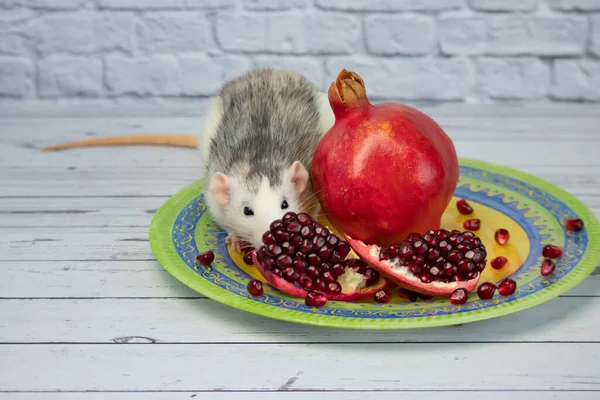 Un joli rat noir et blanc décoratif s'assoit et mange un fruit mûr et juteux de grenade rouge. Gros plan d'un rongeur sur une plaque jaune. — Photo