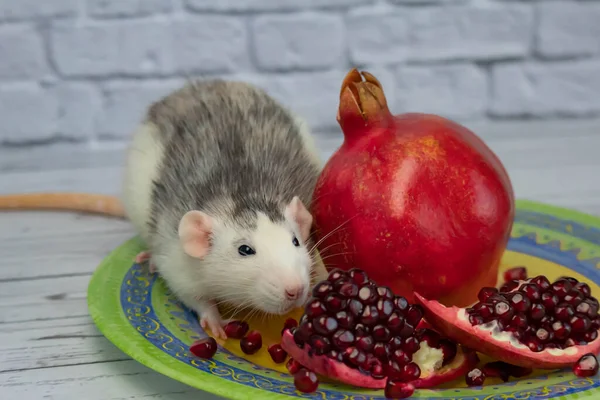 Un joli rat noir et blanc décoratif s'assoit et mange un fruit mûr et juteux de grenade rouge. Gros plan d'un rongeur sur une plaque jaune. — Photo