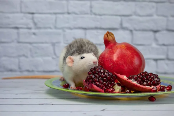 Una linda rata decorativa blanca y negra se sienta y come una fruta de granada roja madura y jugosa. Primer plano de un roedor en una placa amarilla. — Foto de Stock
