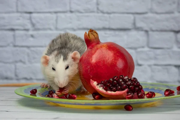 Un joli rat noir et blanc décoratif s'assoit et mange un fruit mûr et juteux de grenade rouge. Gros plan d'un rongeur sur une plaque jaune. — Photo