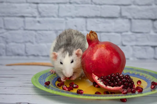 Un joli rat noir et blanc décoratif s'assoit et mange un fruit mûr et juteux de grenade rouge. Gros plan d'un rongeur sur une plaque jaune. — Photo