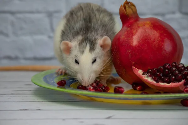 Joli Rat Noir Blanc Décoratif Assoit Mange Fruit Mûr Juteux — Photo