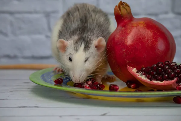 Joli Rat Noir Blanc Décoratif Assoit Mange Fruit Mûr Juteux — Photo