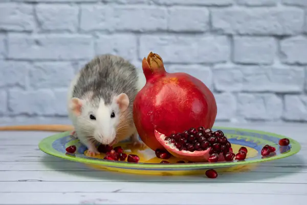 Joli Rat Noir Blanc Décoratif Assoit Mange Fruit Mûr Juteux — Photo