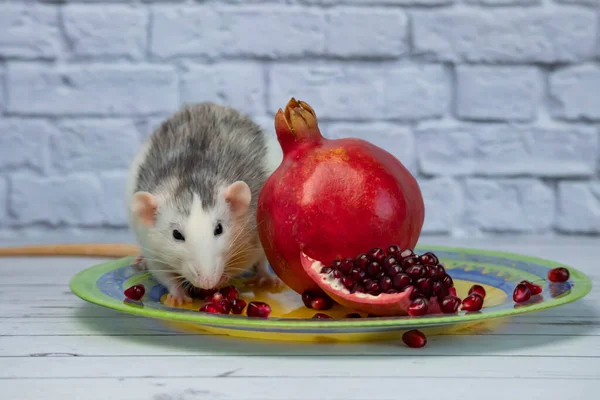 Simpatico Ratto Decorativo Bianco Nero Siede Mangia Frutto Maturo Succoso — Foto Stock