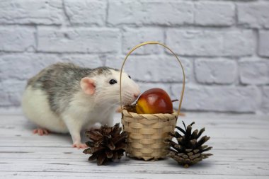 Şirin, siyah ve beyaz bir sıçan hasır tahta bir sepetin yanında oturuyor. Sepette bir elma ve orman konileri var. Bir kemirgenin yakın çekimi.