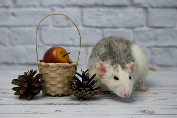 Joli Rat Noir Blanc Décoratif Trouve Côté Panier Bois Osier — Photo