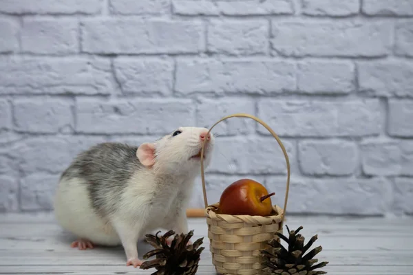 Joli Rat Noir Blanc Décoratif Trouve Côté Panier Bois Osier — Photo