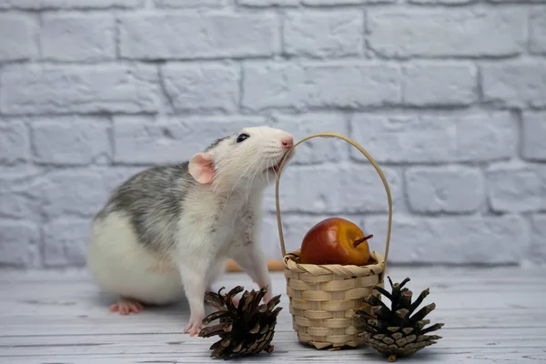 Simpatico Ratto Decorativo Bianco Nero Siede Accanto Cesto Legno Vimini — Foto Stock