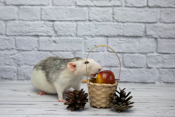 A cute decorative black and white rat sits next to a wicker wooden basket. The basket contains an apple and forest cones. A close-up of a rodent