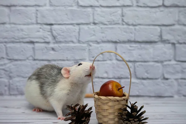 Simpatico Ratto Decorativo Bianco Nero Siede Accanto Cesto Legno Vimini — Foto Stock