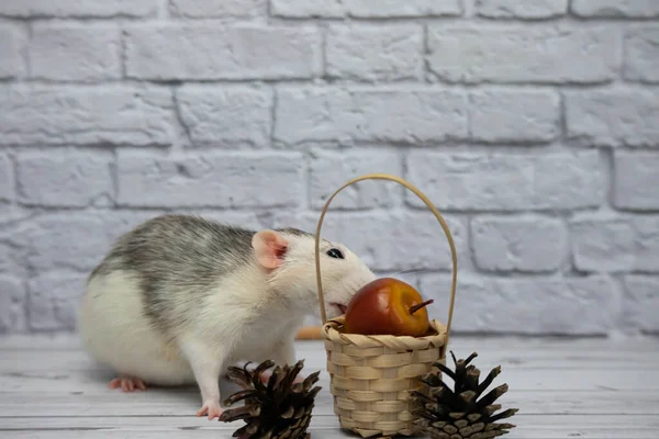 Simpatico Ratto Decorativo Bianco Nero Siede Accanto Cesto Legno Vimini — Foto Stock