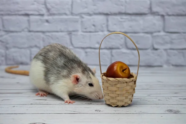 Simpatico Ratto Decorativo Bianco Nero Siede Accanto Cesto Legno Vimini — Foto Stock