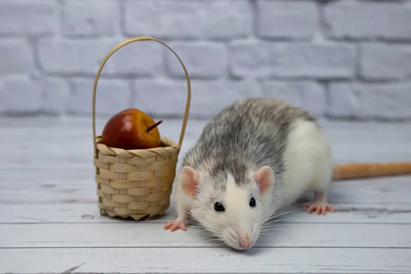 Simpatico Ratto Decorativo Bianco Nero Siede Accanto Cesto Legno Vimini — Foto Stock